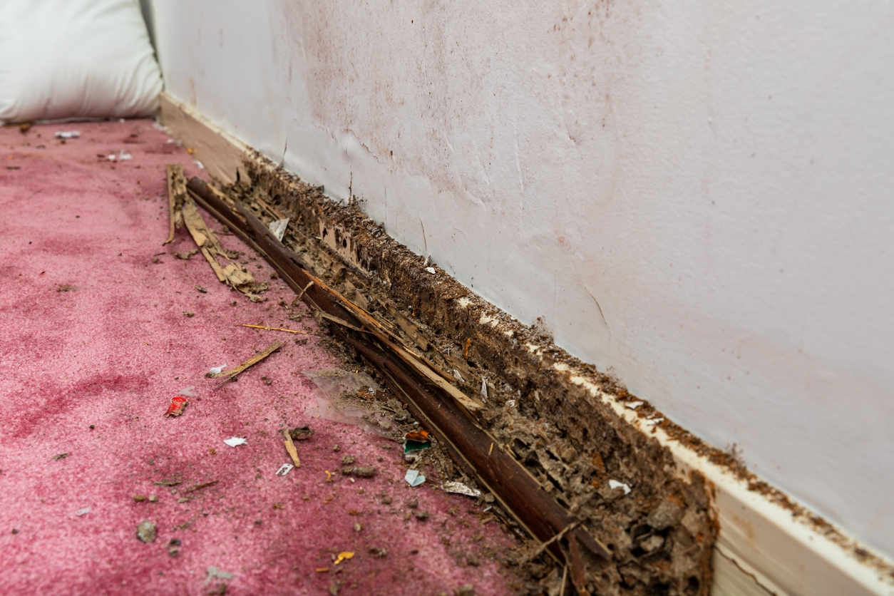 rotting wood in a commercial space in Orinda, CA